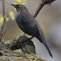 Rusty Blackbird